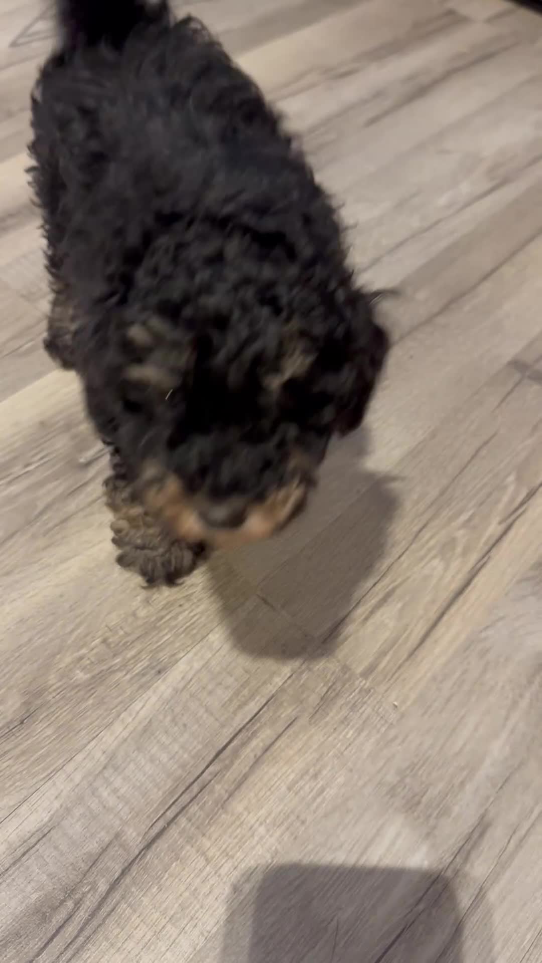 Toy Poodle dogs for sale: 5 🌟 Toy Poodle from Kc Pedigree Parents.  - Video 1