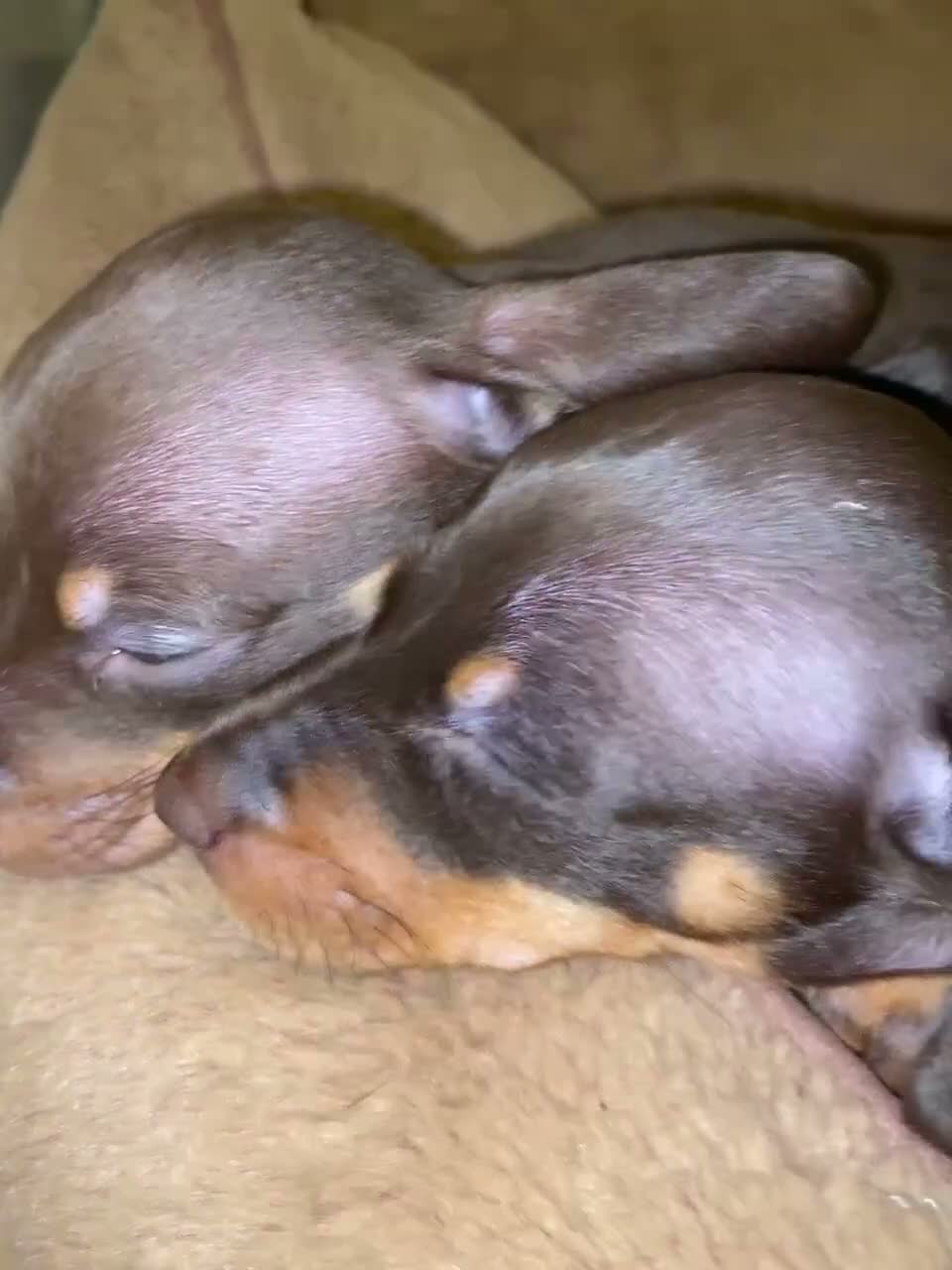 Dachshund dogs for sale: 2 Mini dachshund girls left - Video 3