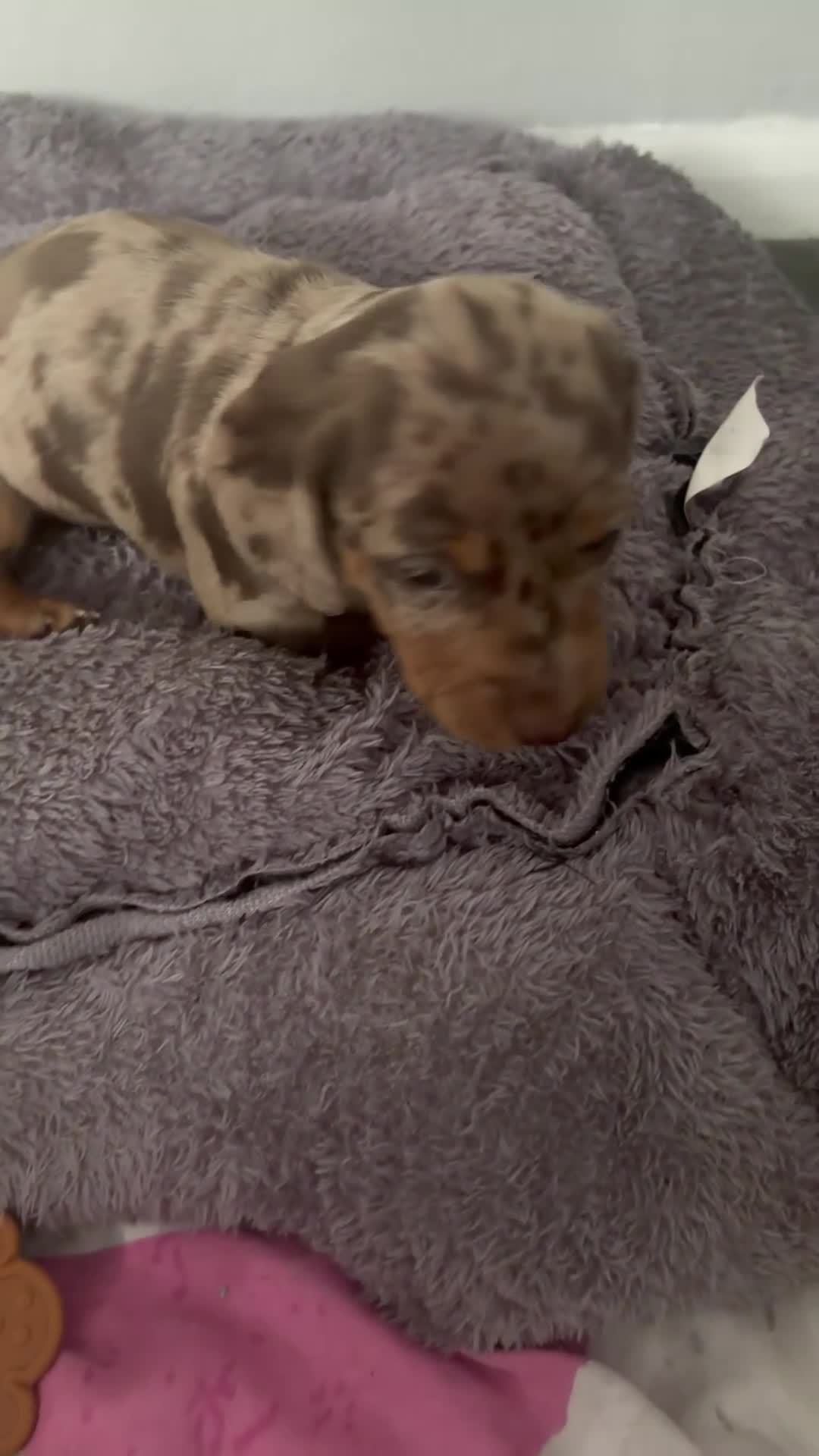 Dachshund dogs for sale: 2 boy Miniture dashund puppies for sale  - Video 2