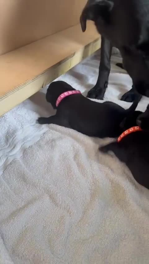 Borador dogs for sale: Beautiful borador puppies. - Video 1