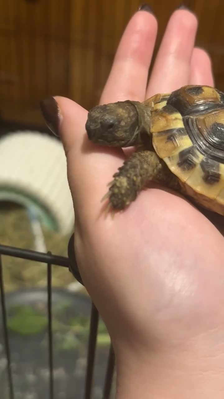 Hermann Tortoise reptiles for sale: Male and Female hermanns tortoises - Video 2