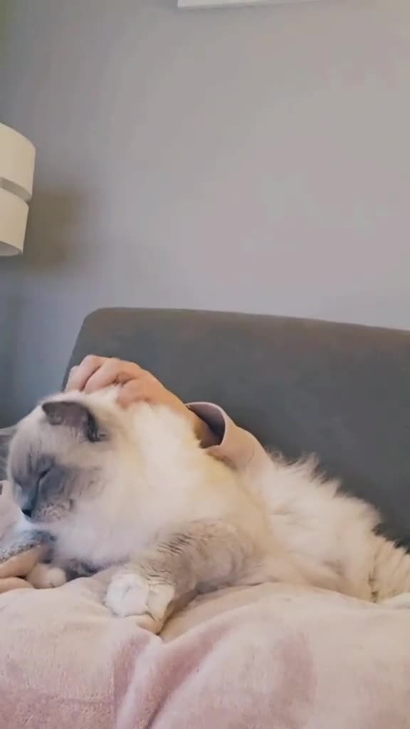 Ragdoll cats for stud: ✨️ Exceptional TICA Active Ragdoll for STUD ✨️ in Southampton - Video 3