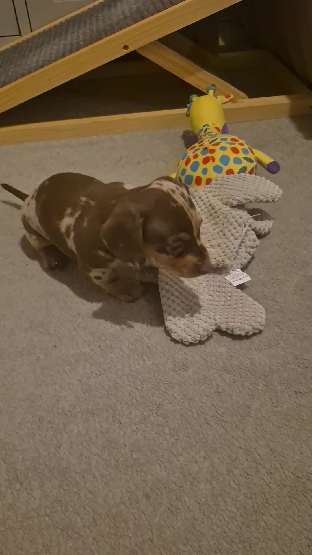 Miniature Dachshund dogs for sale: Miniature Daschund, chocolate & tan dapple smooth - Video 1