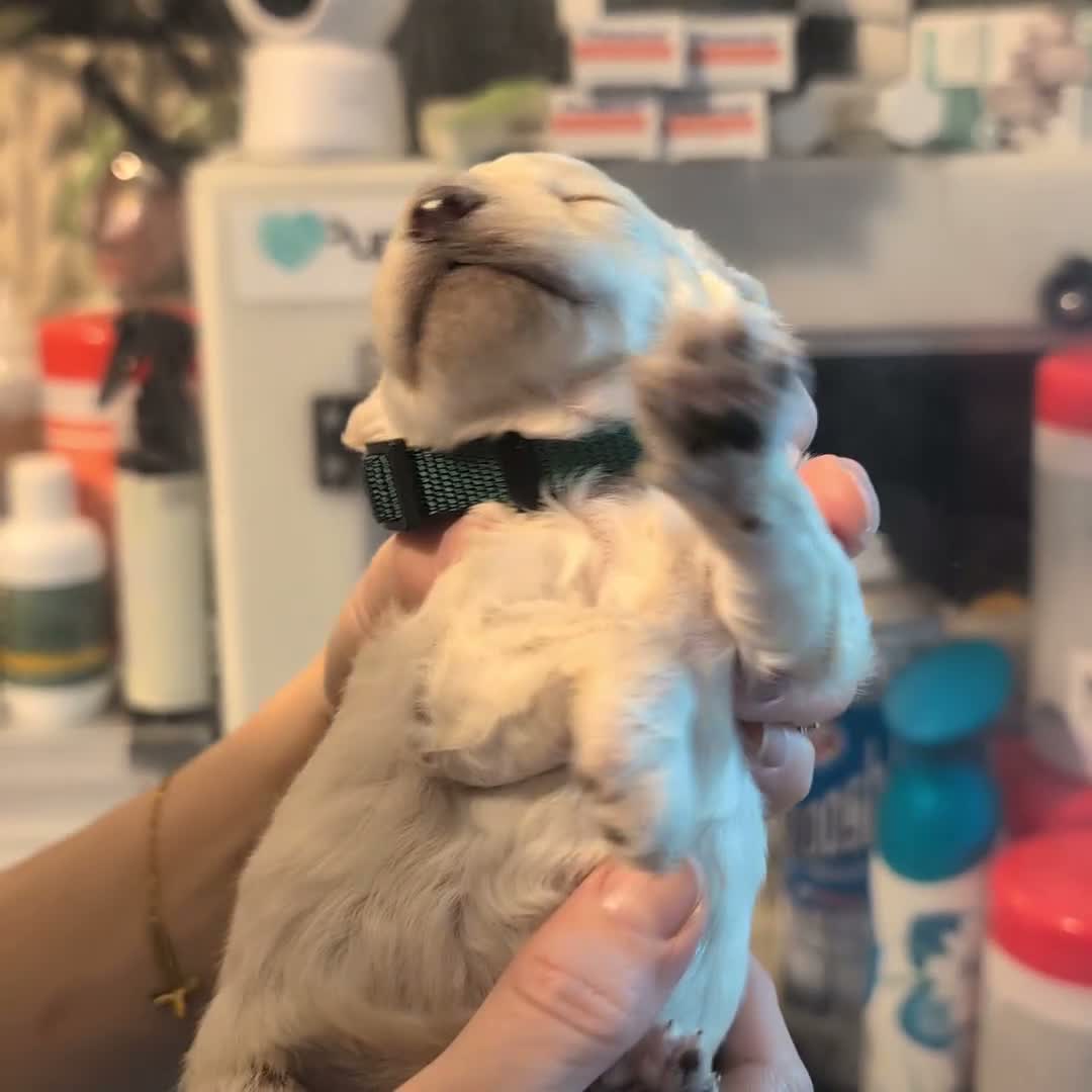 Cavapoo dogs for sale: Stunning Markings F1B Toy Cavapoo puppies  - Video 1