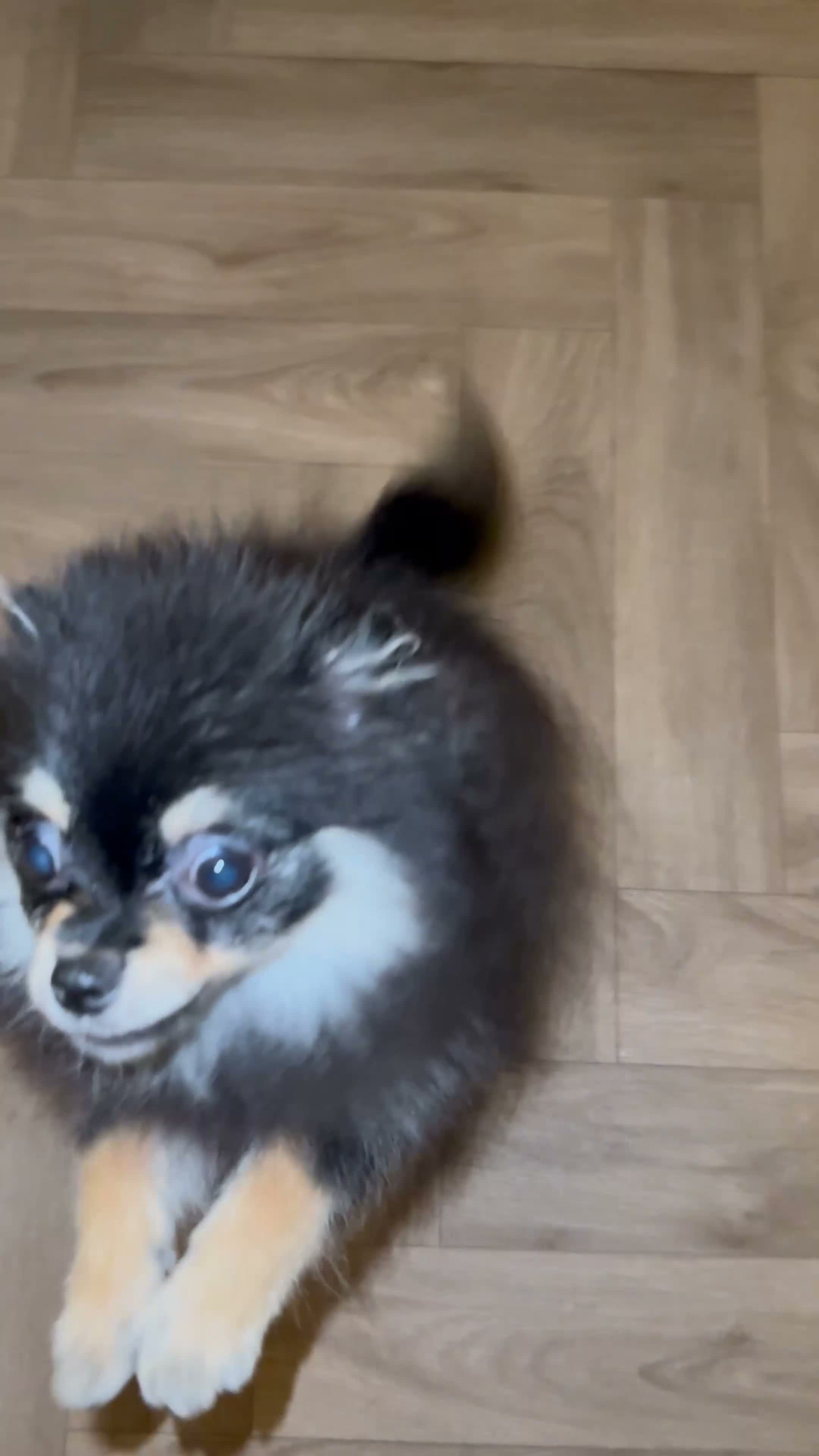 Pomeranian dogs for sale: Girl Pomeranians 🖤🤍 - Video 3
