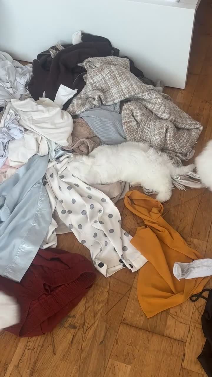 Bichon Frise dogs for sale: Beautiful bichon puppies  - Video 1