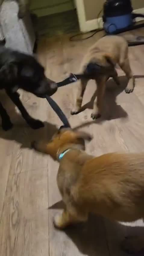 Belgian Shepherd Dog dogs for sale: 3 stunning Belgian malinois pups - Video 1