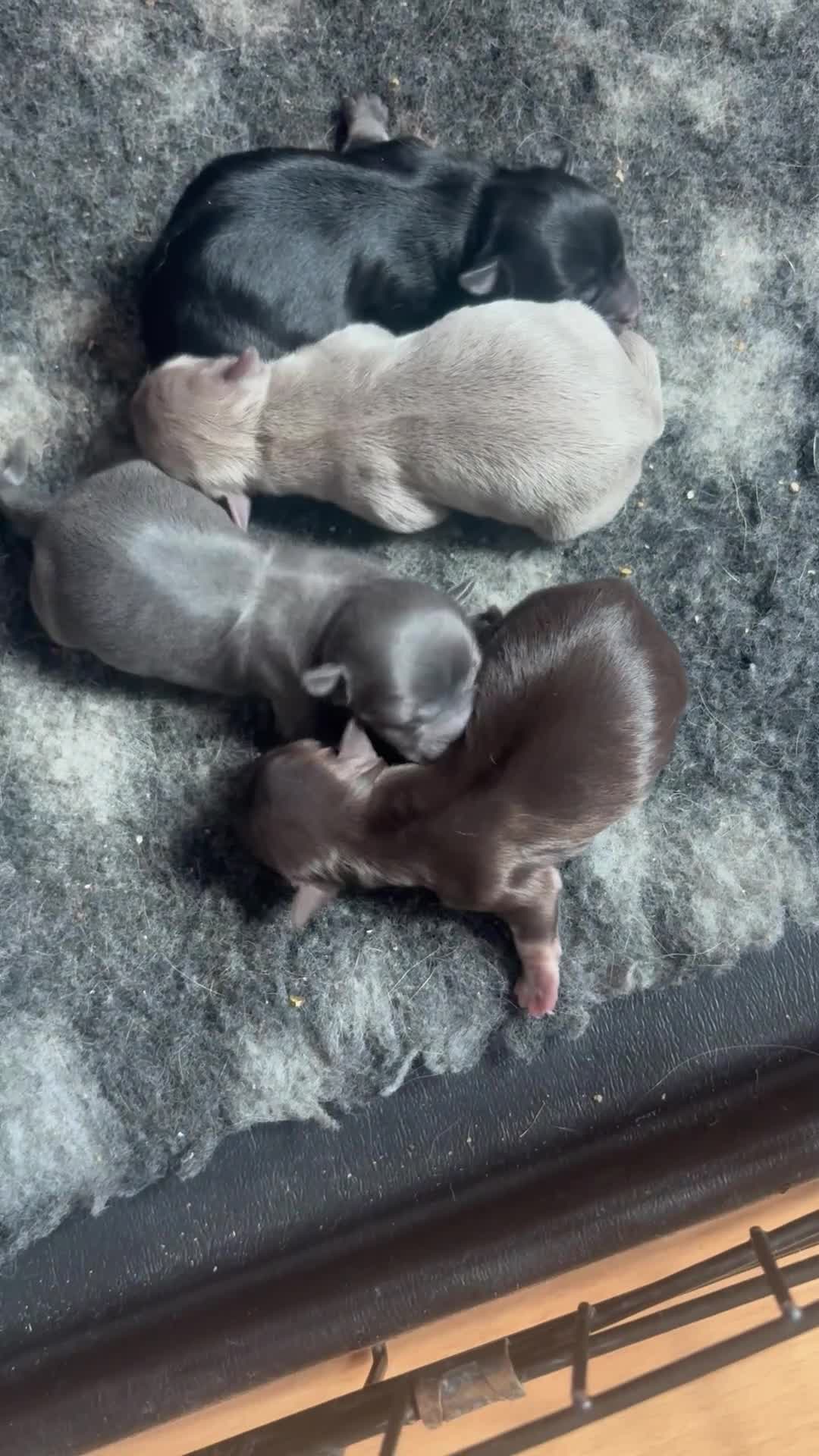 Chihuahua dogs for sale: Beautiful chihuahua puppies  - Video 1