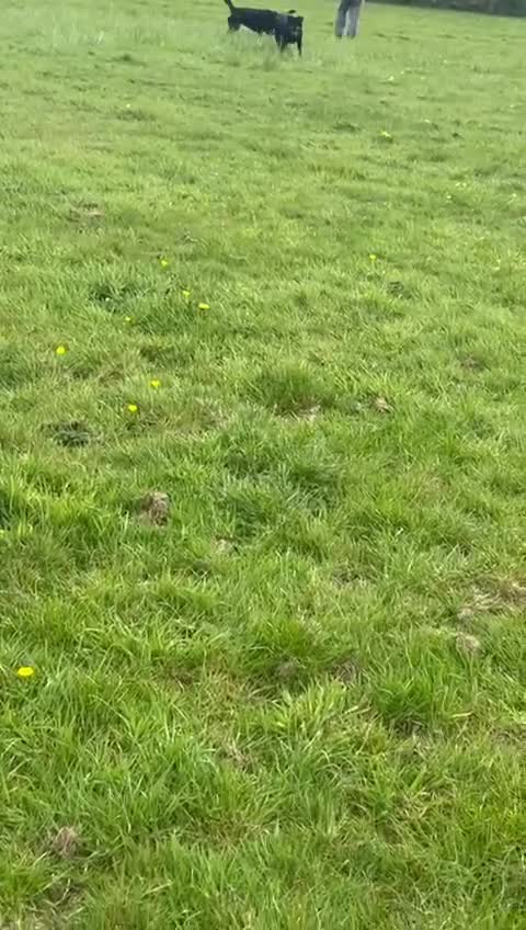 Rottweiler dogs for sale: Beautiful Rottweilers  - Video 1