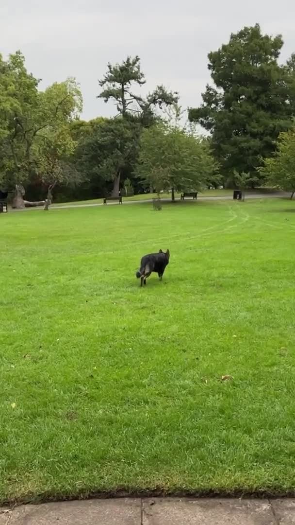 German Shepherd dogs for stud: CZ IMP SABLE Pedigree German Shepherd in London - Video 3