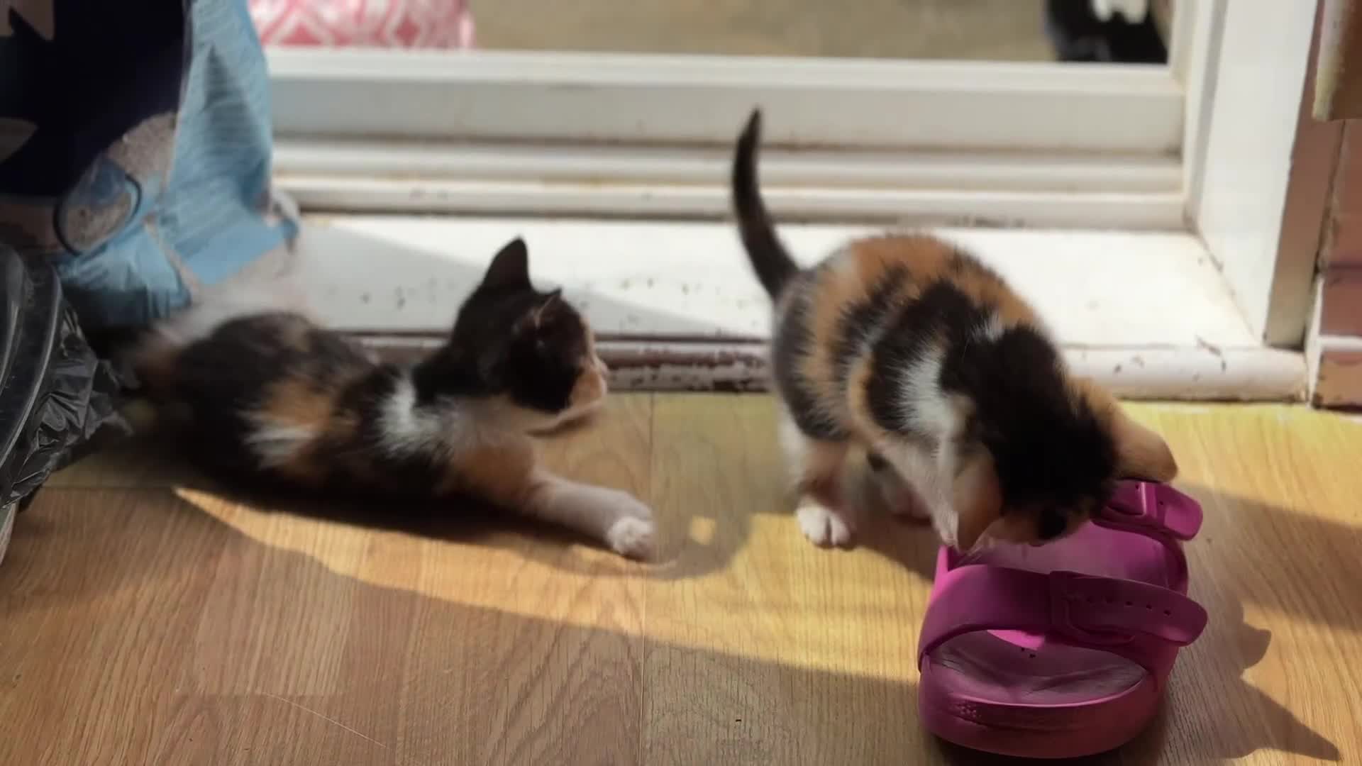 Mixed Breed cats for sale: 2 and half month old kittens for adoption! - Video 4
