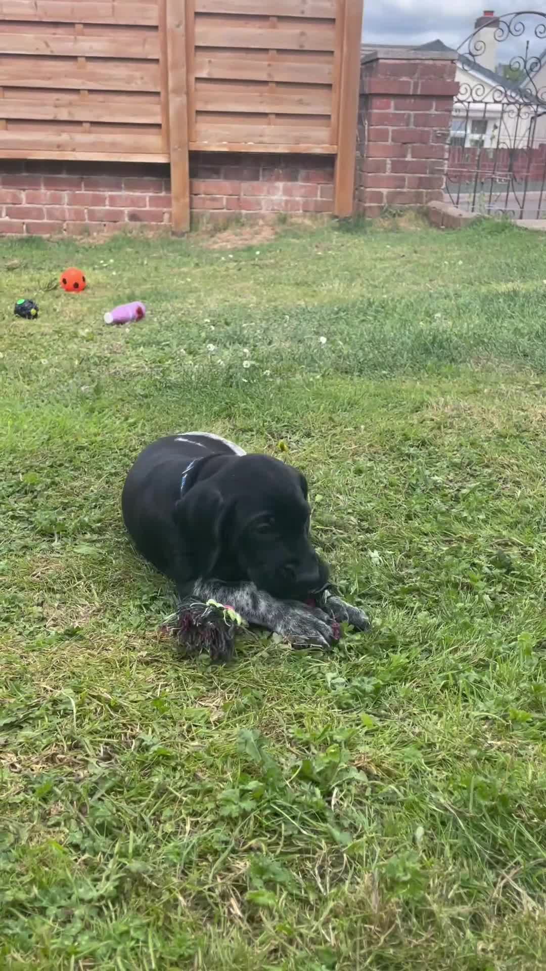 German Shorthaired Pointer dogs for sale: German Shorthaired Pointer Puppies - Video 1