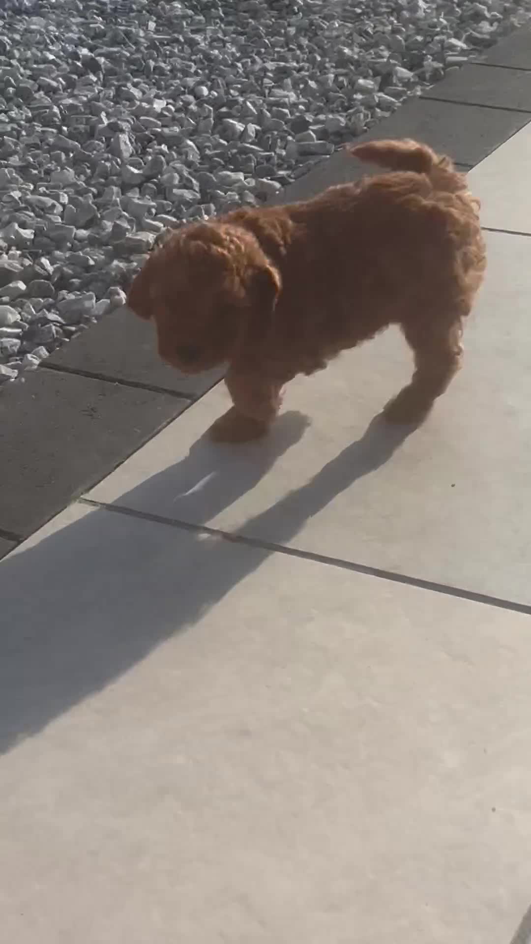 Miniature Poodle dogs for sale: 2 girls left - Video 1