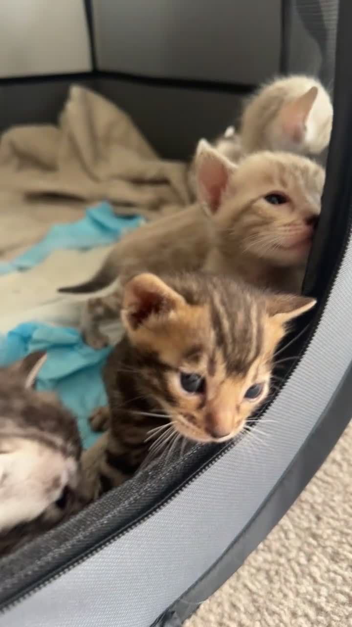 Bengal cats for sale: Milo & Maya’s beautiful pure Bengal babies 🐾 - Video 1