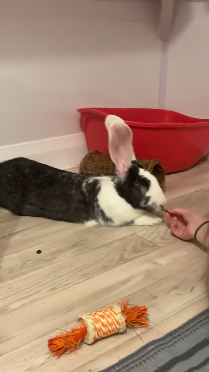 Continental Giant rabbits for sale: Bonded giant rabbits  - Video 1