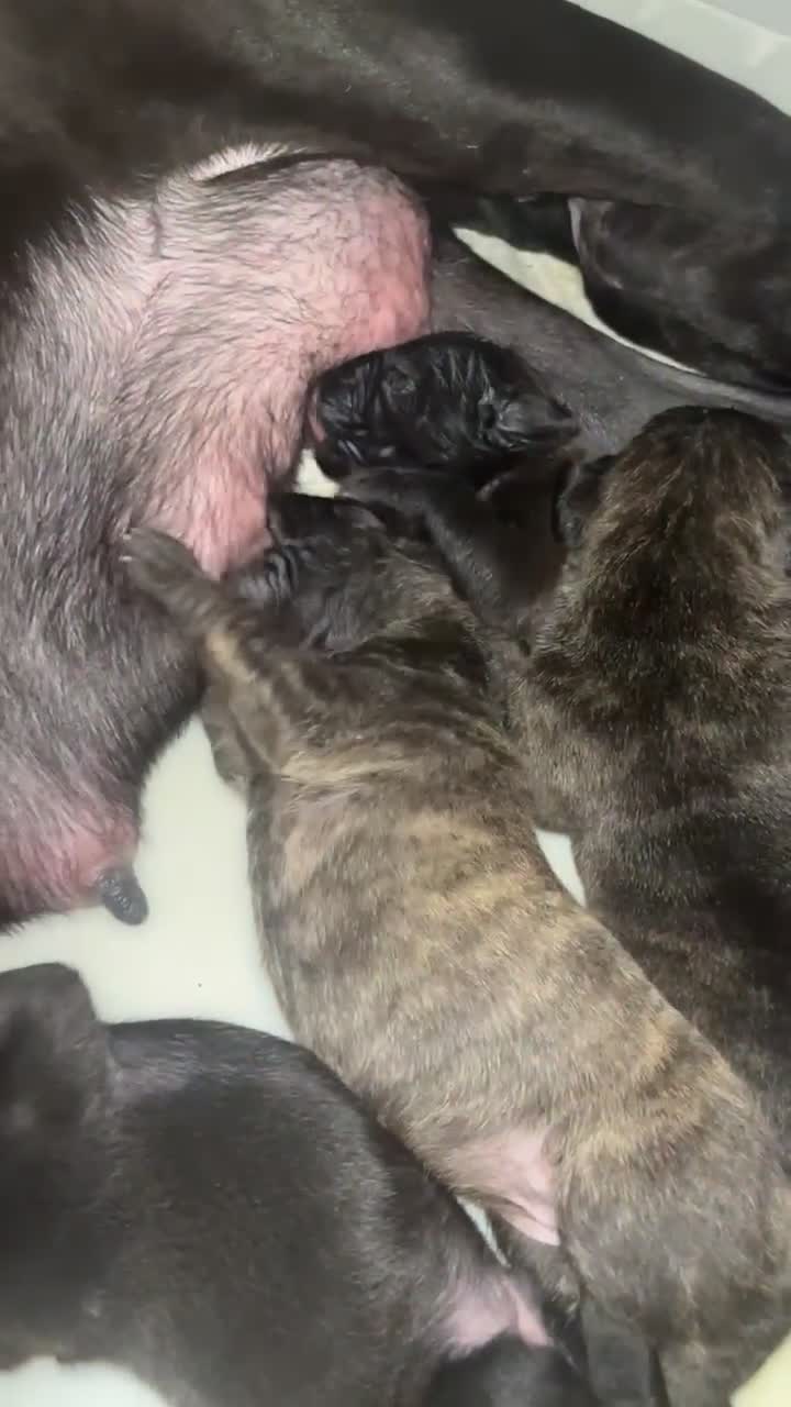 Presa Canario dogs for sale: Beautiful pedigree Presa Canario puppies  - Video 2