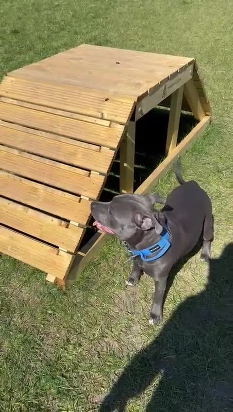 Staffordshire Bull Terrier dogs for stud: KC Registered Blue Staff Stud Price includes A.I  in Liverpool - Video 1