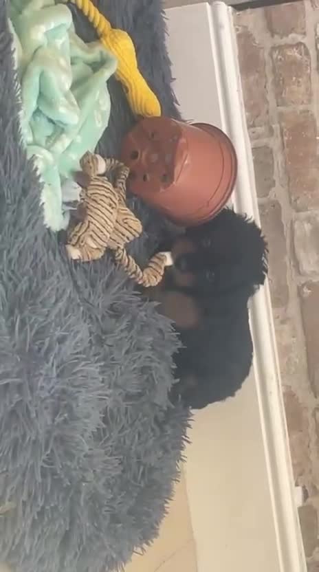 Cavapoo dogs for sale: Outstanding Blk and tan toy cavapoo male left  - Video 1