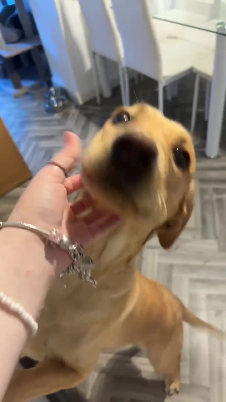 Labrador Retriever dogs for sale: Red fox Labrador - Video 3