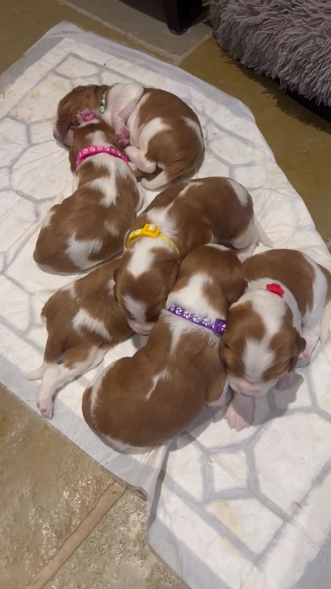 Welsh Springer Spaniel dogs for sale: KC Registered puppy 1 girl available  - Video 1