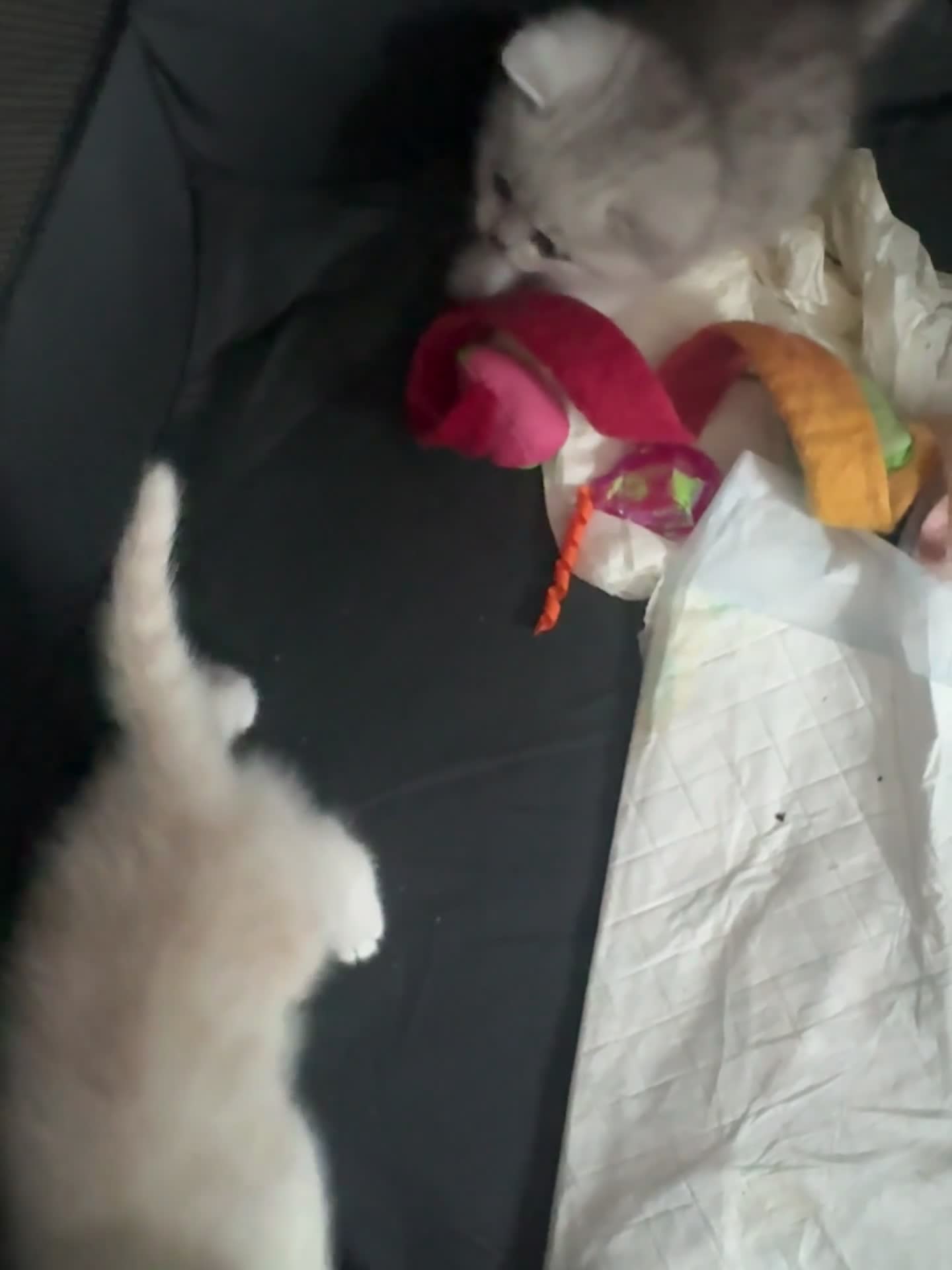 British Shorthair cats for sale: 🐾Gorgeous British shorthair🐾 - Video 1