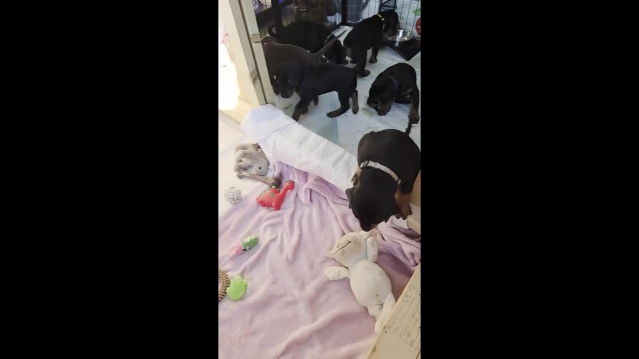 Dobermann dogs for sale: KC registered Dobermann puppies - Video 2