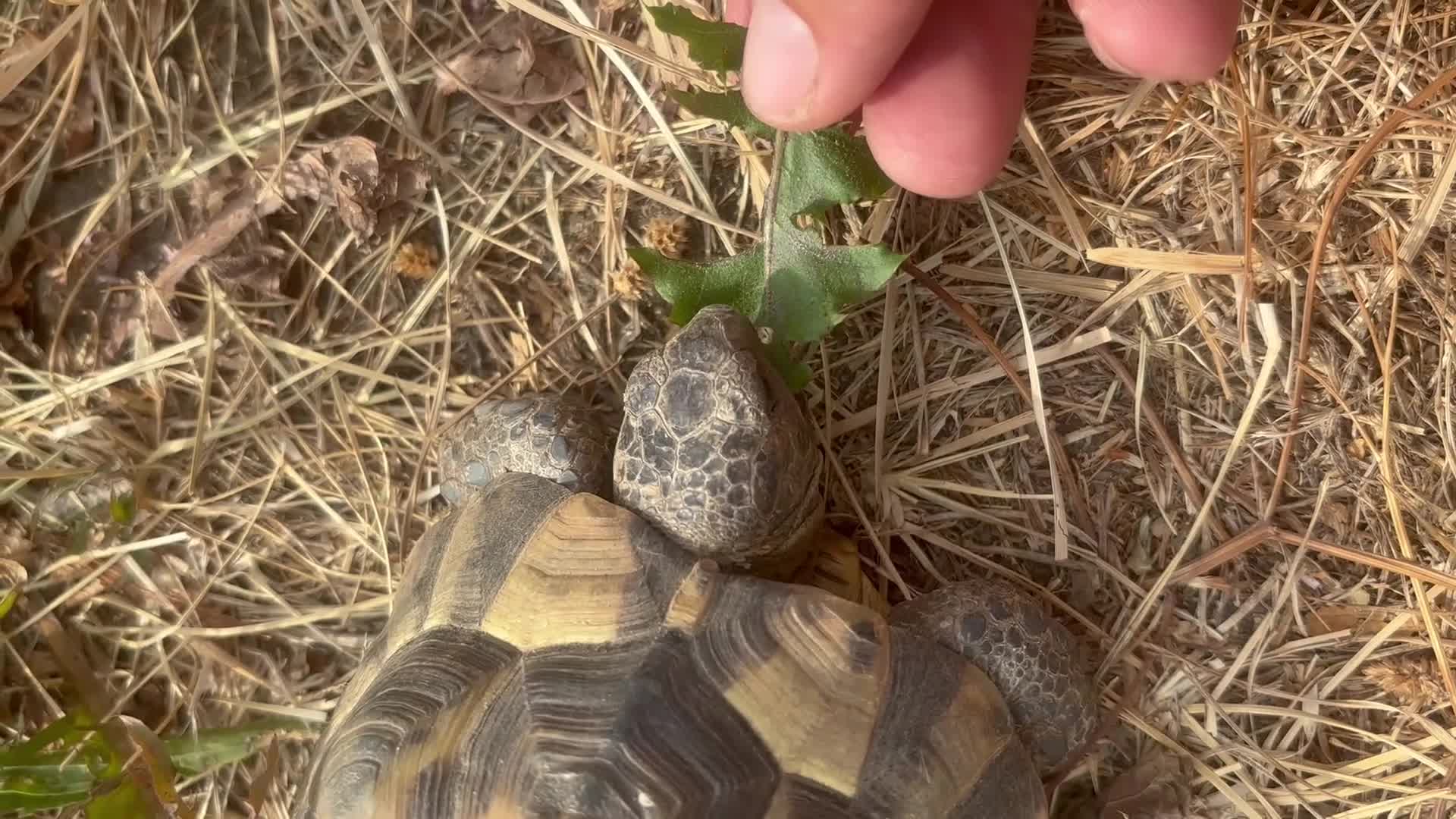 Tortoise reptiles for sale: Spur tight tortoise - Video 1