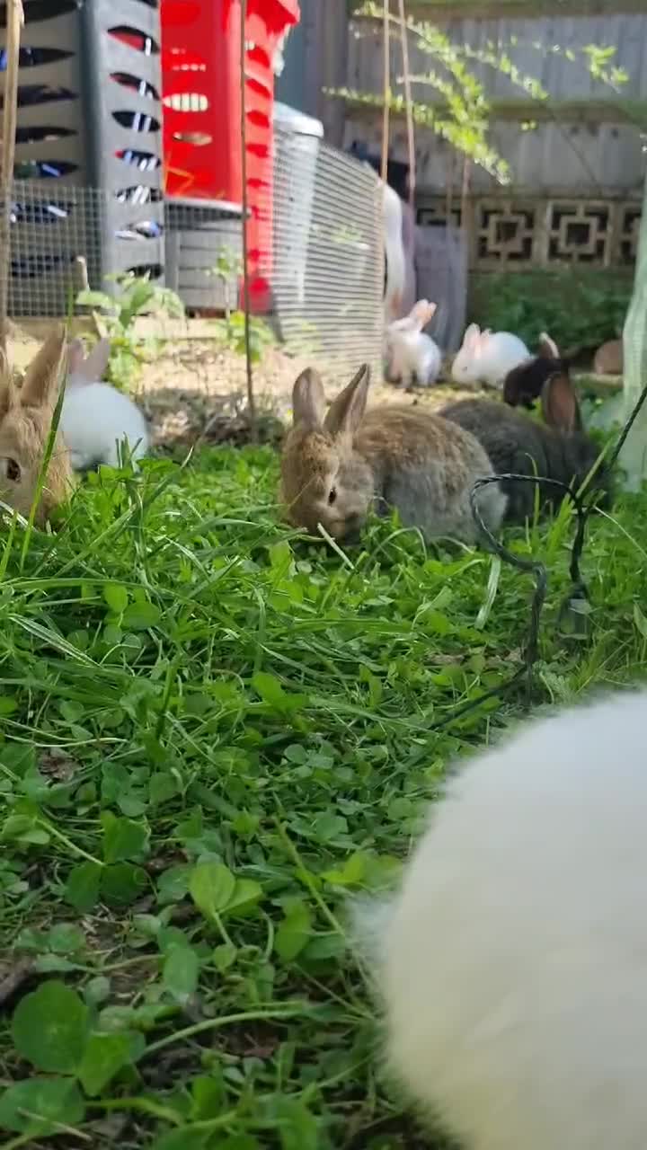 Mixed Breed rabbits for sale: Mixed Breed Bunnies – Well Handled, Garden Raised - Video 1