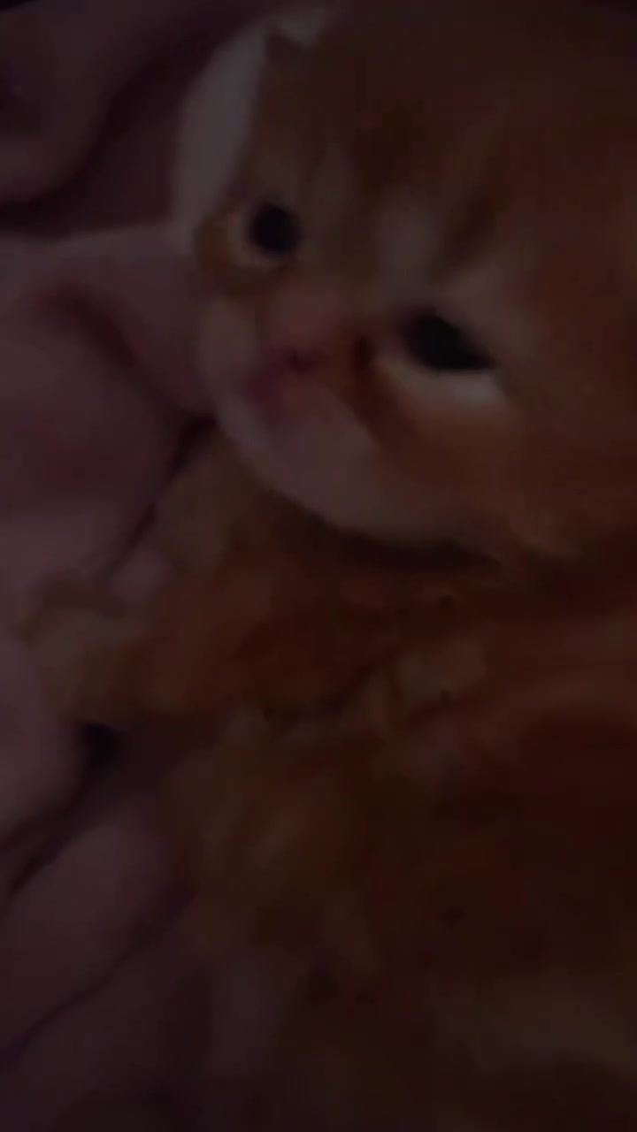 Persian cats for sale:  ꨁ 🍃Exotic doll face Persian ☆  Persian KITTENS - Video 1