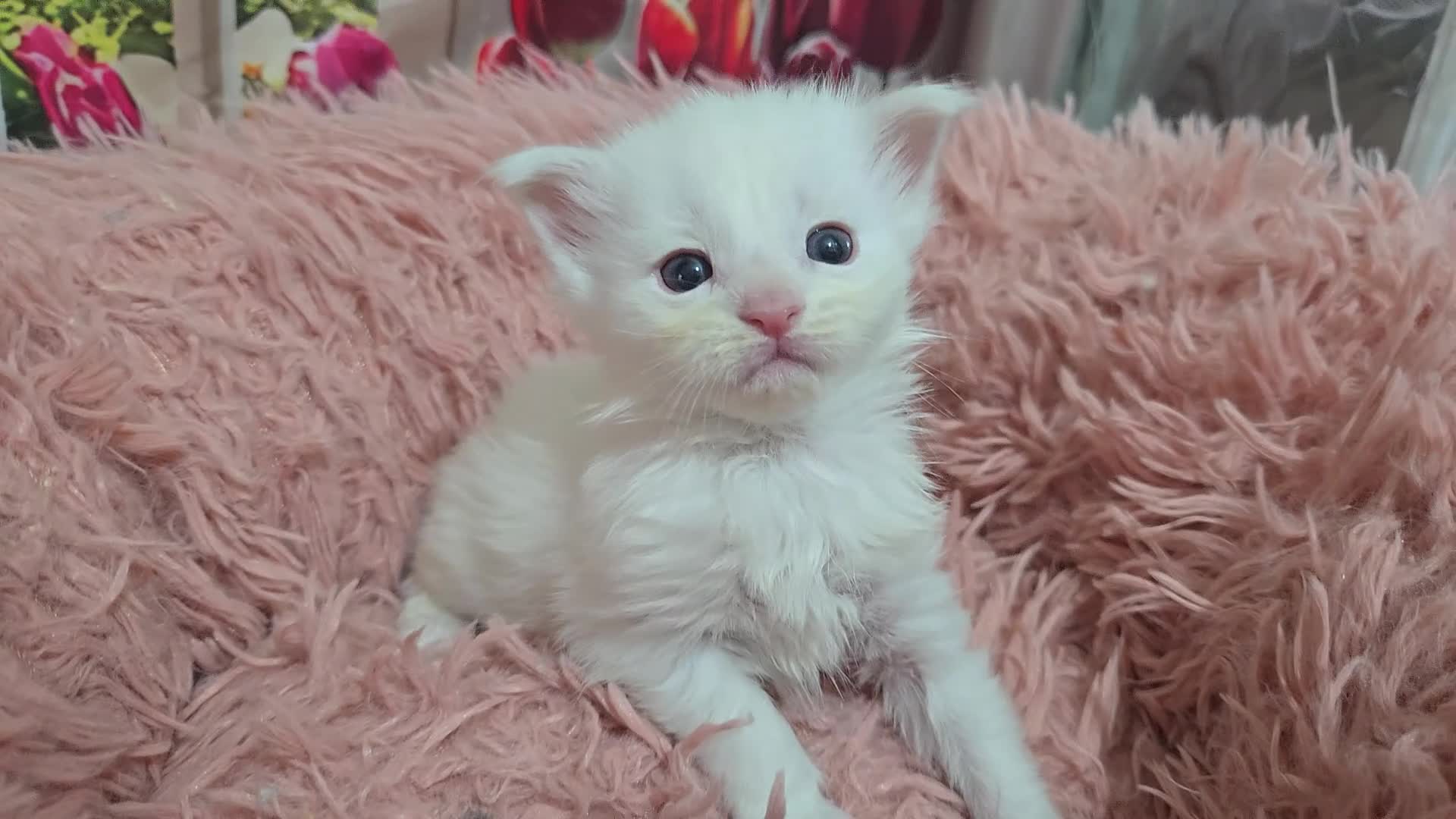 Maine Coon cats for sale: Stunning Maine Coon kittens - Video 3