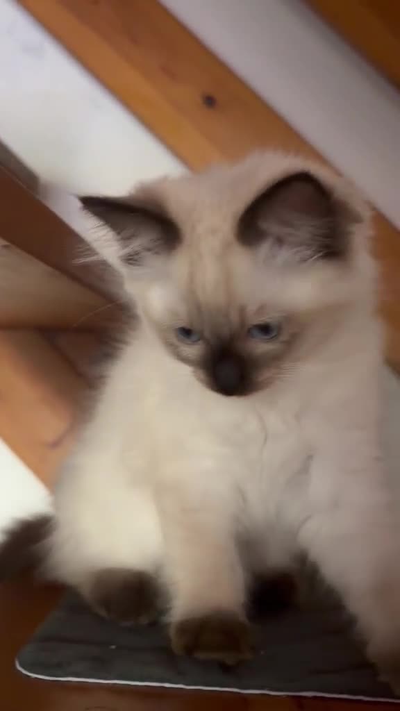 Ragdoll cats for sale: Last Ragdoll Girl Available –11Weeks Old,Ready Now - Video 3