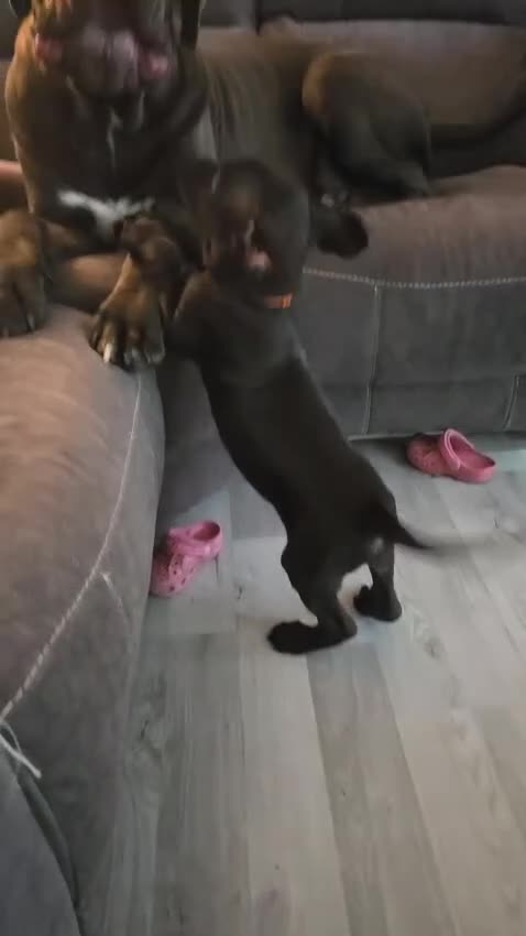Cane Corso dogs for sale: 9 week old cane corso puppy’s  - Video 1