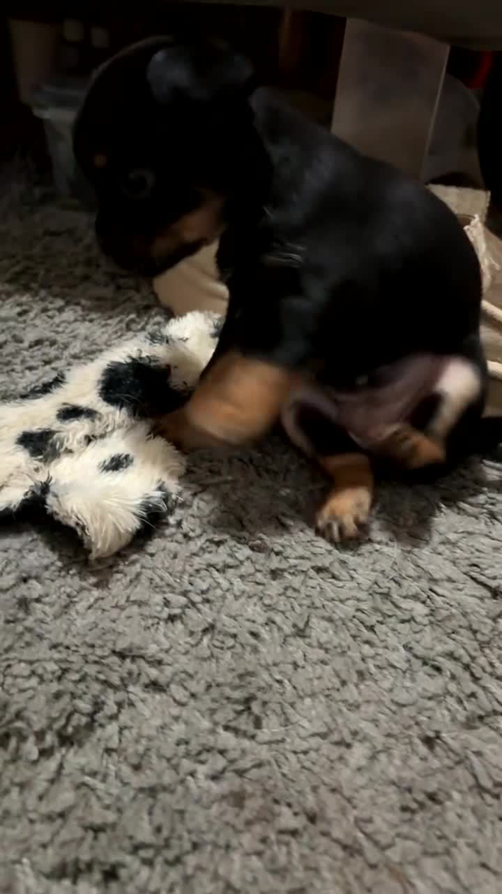 Mixed Breed dogs for sale: Chugs in Blackpool - Video 3