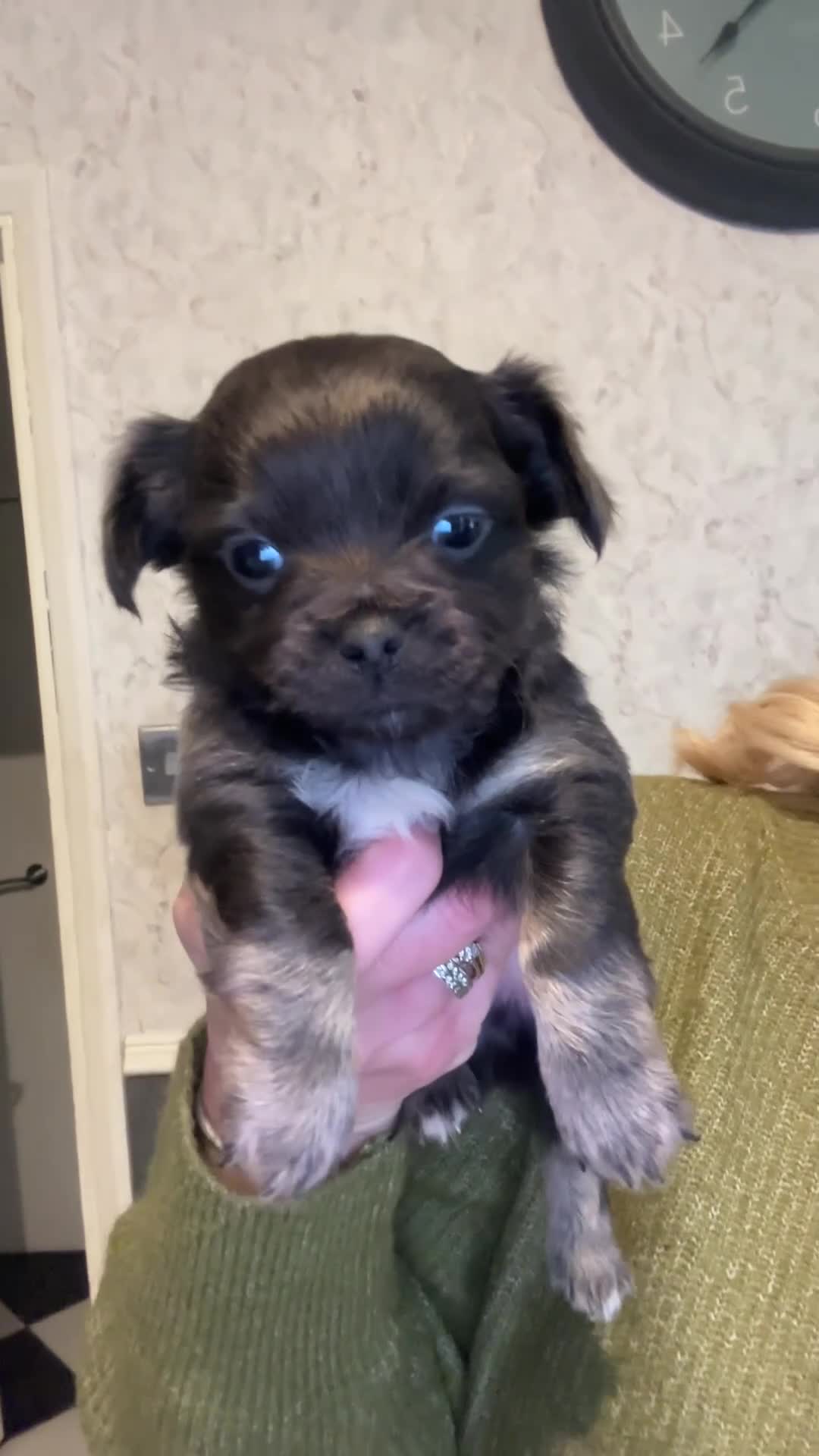 Chihuahua dogs for sale: Blue chihuahua puppy - Video 2