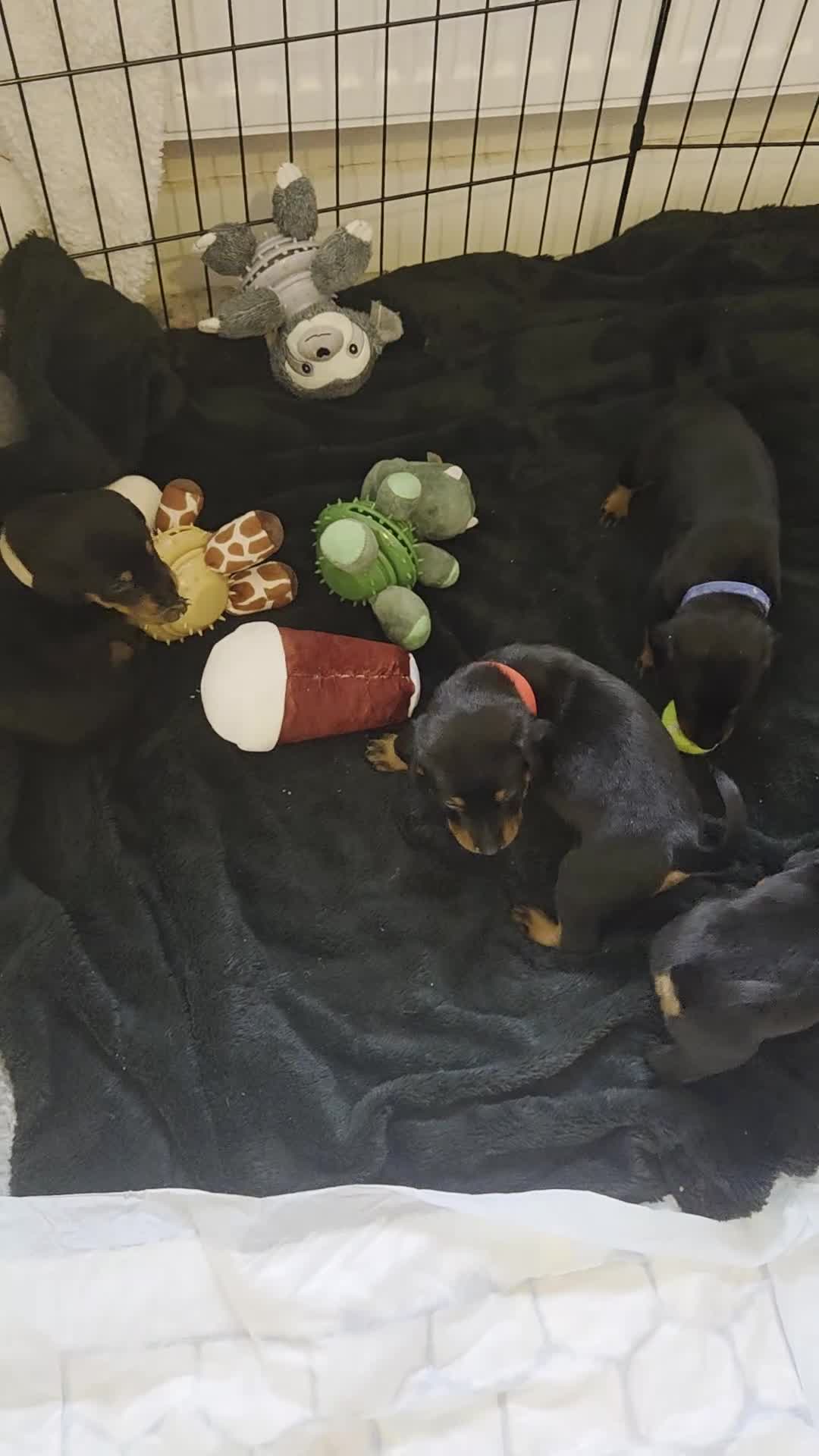 Dobermann dogs for sale: 1 girl,2 boys left!! Dobermann x Rottweiler) - Video 2