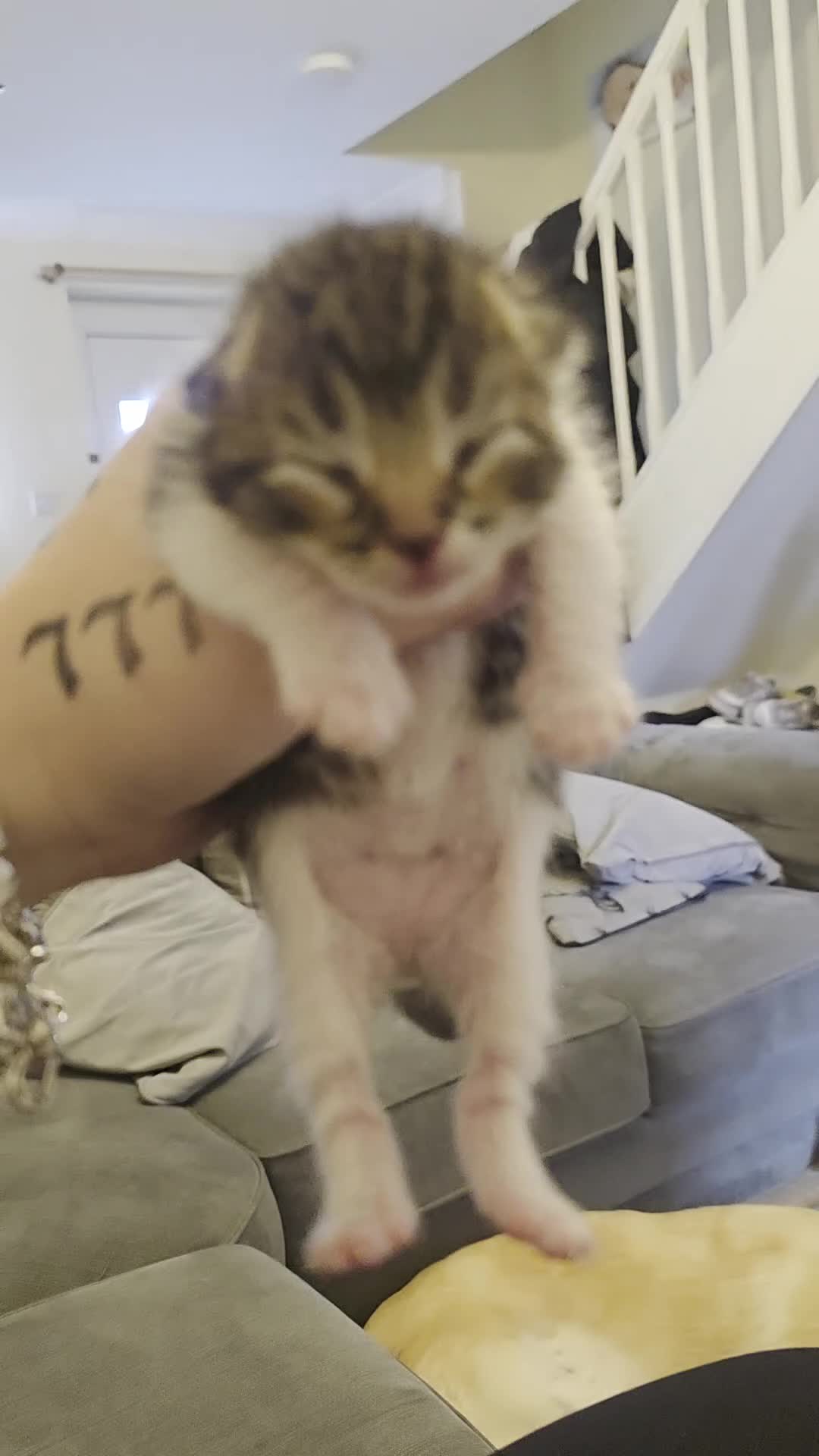 Mixed Breed cats for sale: 3 beautifuk kittens - Video 1