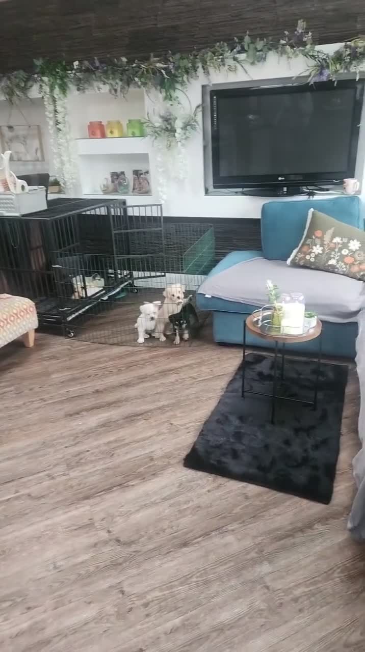 Mixed Breed dogs for sale: 1 cutest female ever and 1 x best male  - Video 1