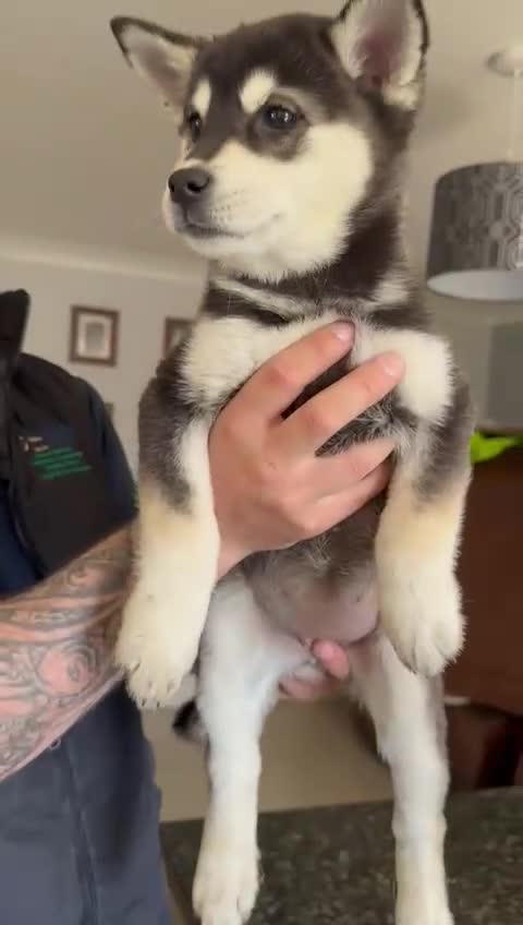 Mixed Breed dogs for sale: Beautiful females chowski puppies  in Maesteg - Video 5