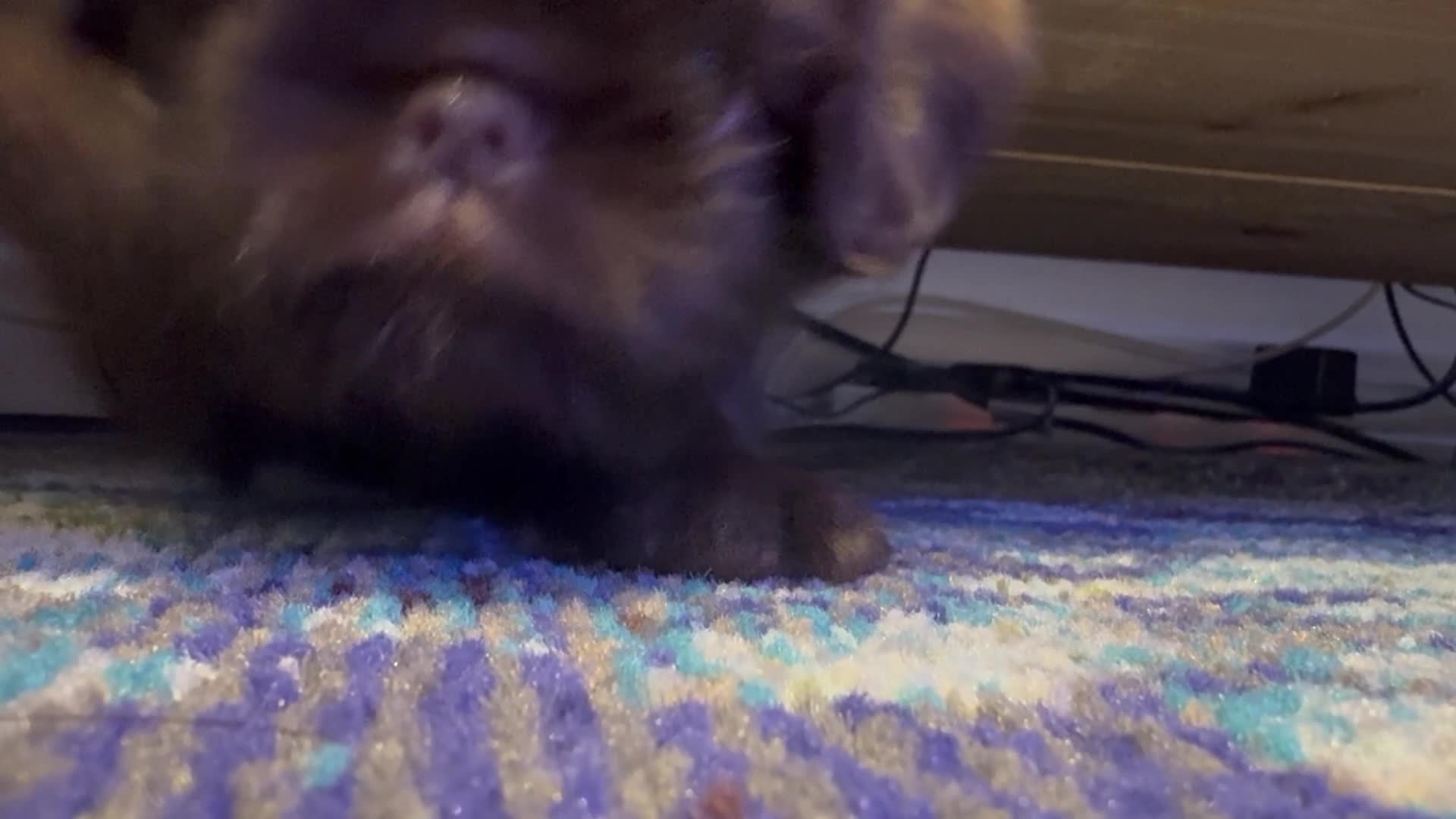 Griffon Bruxellois dogs for sale: Gorgeous Griffon Puppies  - Video 3