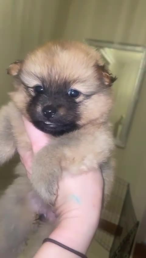 Mixed Breed dogs for sale: Pomeranian/ Aussie poms  - Video 1