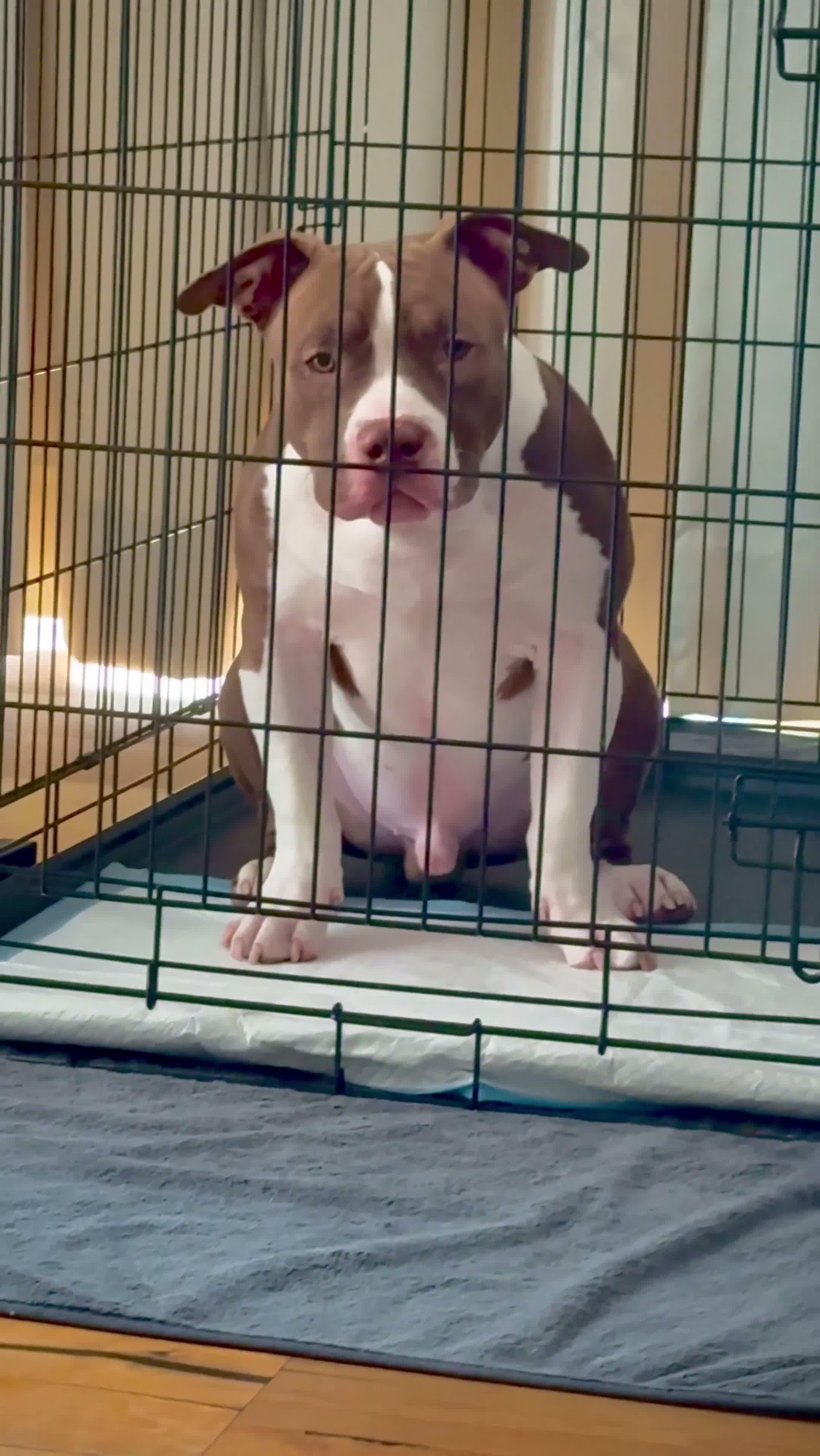 American Bully dogs for sale: Pet for home, 6months old pocket - Video 3