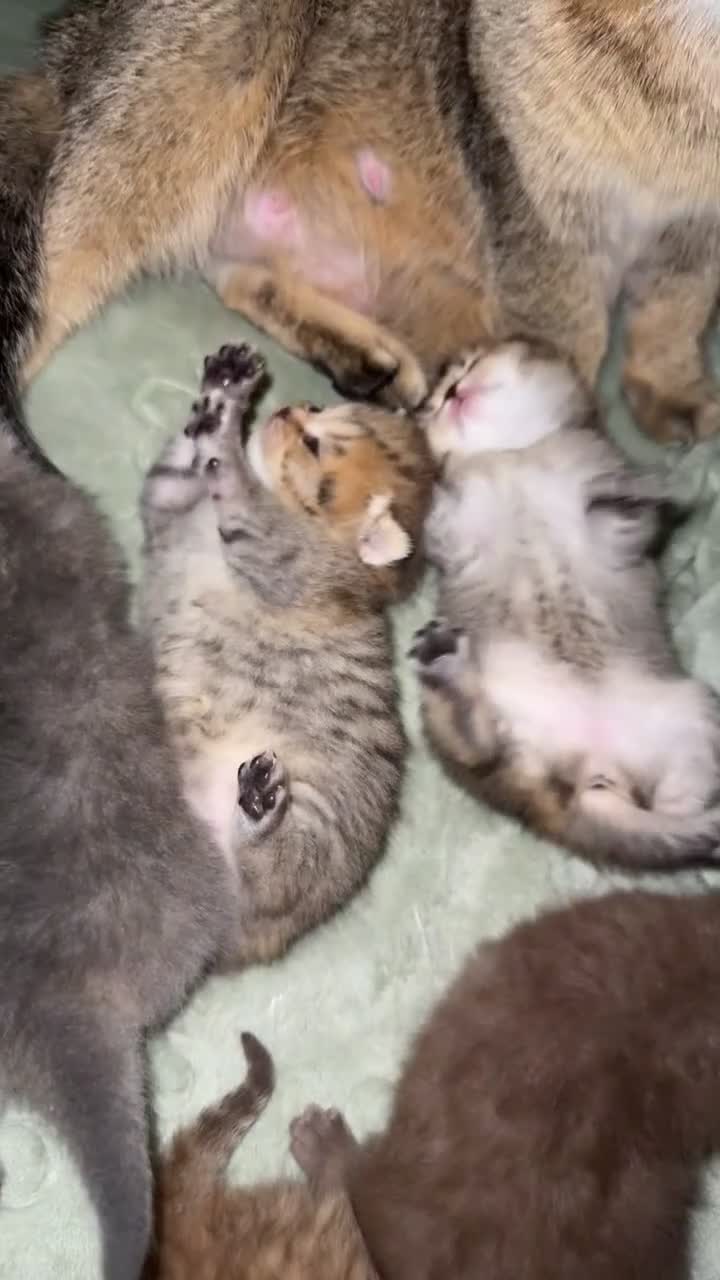 Scottish Fold cats for sale: Stunning Scottish fold/Scottish straight kittens🥰 - Video 1