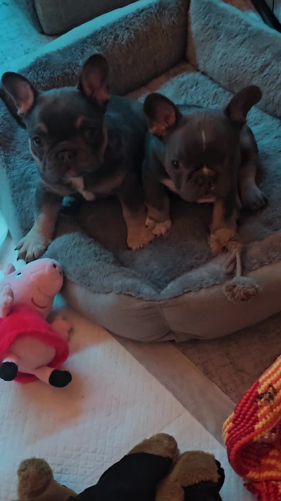 French Bulldog dogs for sale: French bulldog puppies  in Ipswich - Video 1