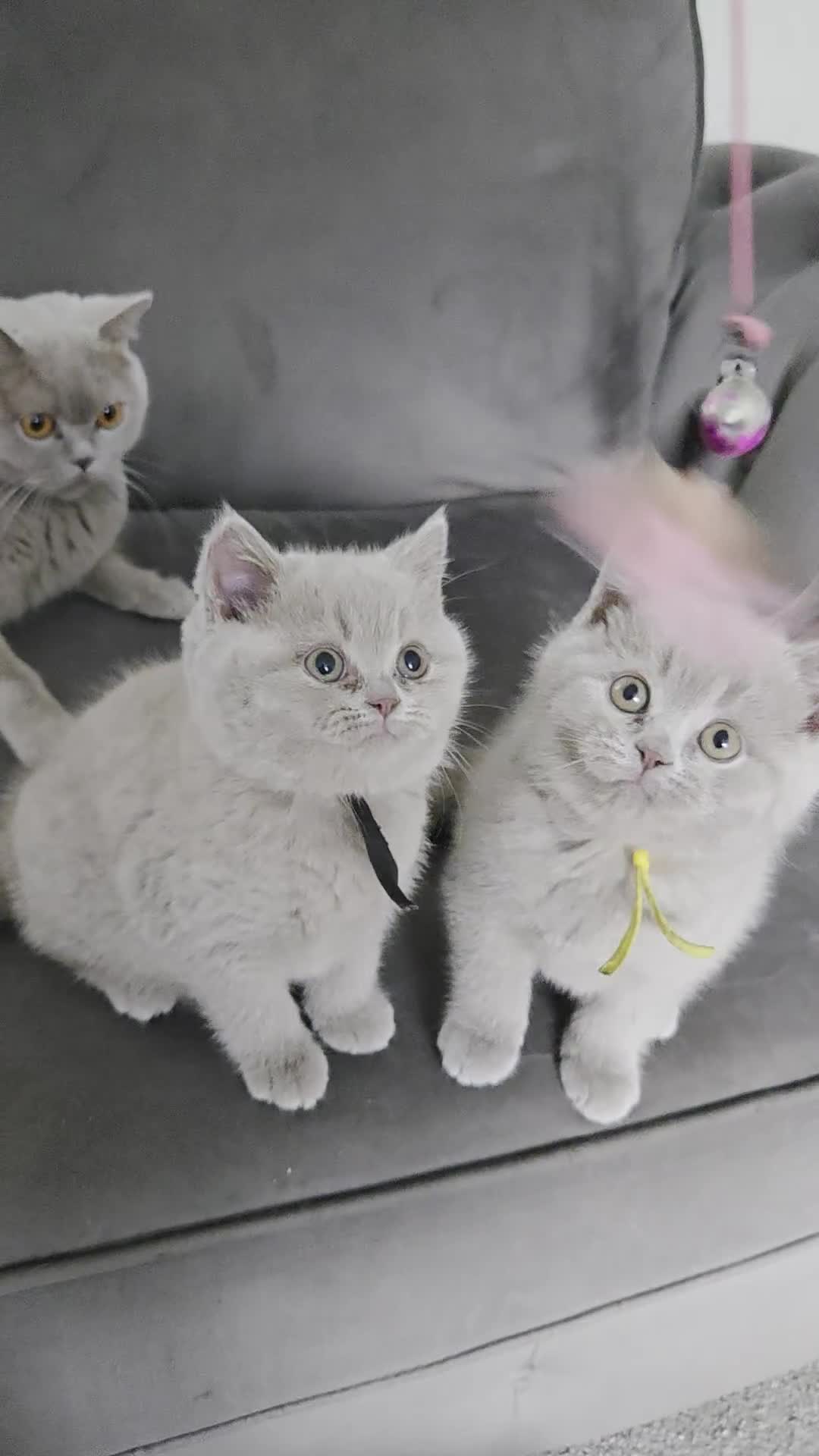 British Shorthair cats for sale: Gccf registered British shorthair blues and lilacs - Video 2