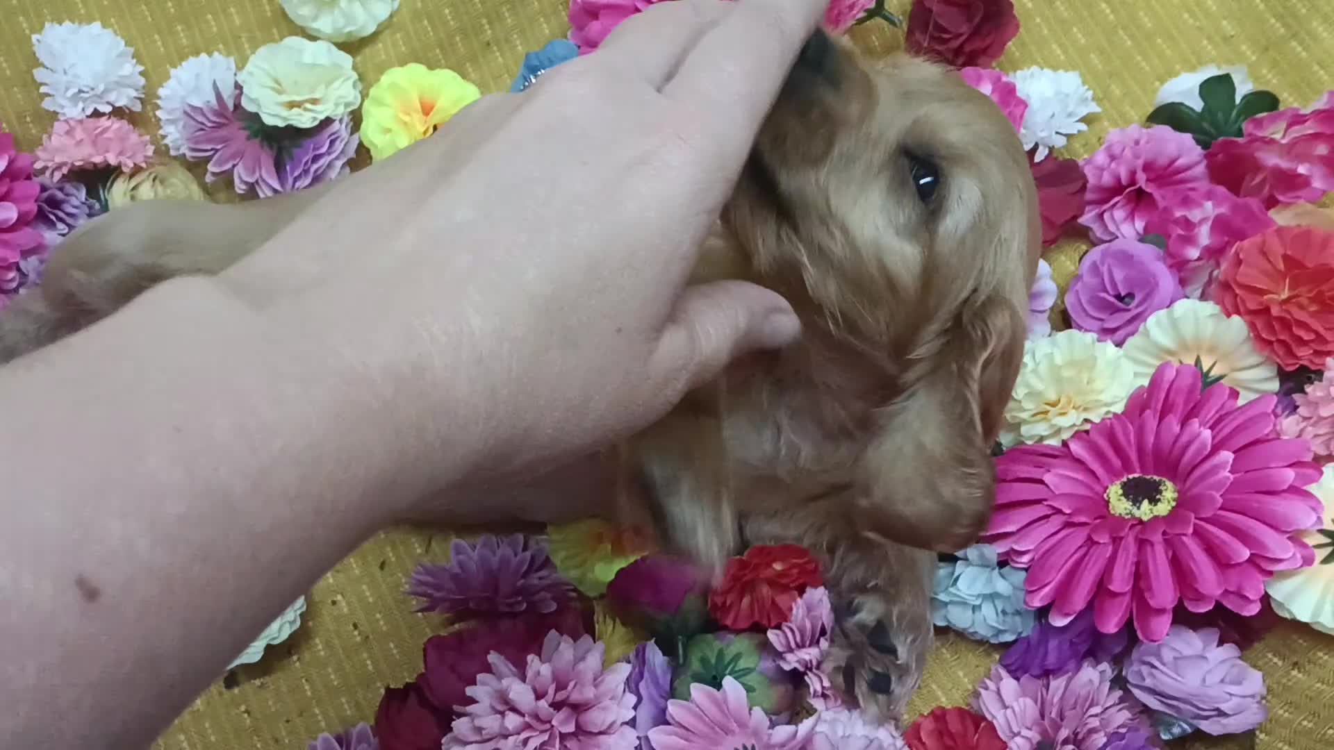 Cocker Spaniel dogs for sale: ❤️Adorable Quality Show Type Cocker Spaniels 🩵 - Video 3