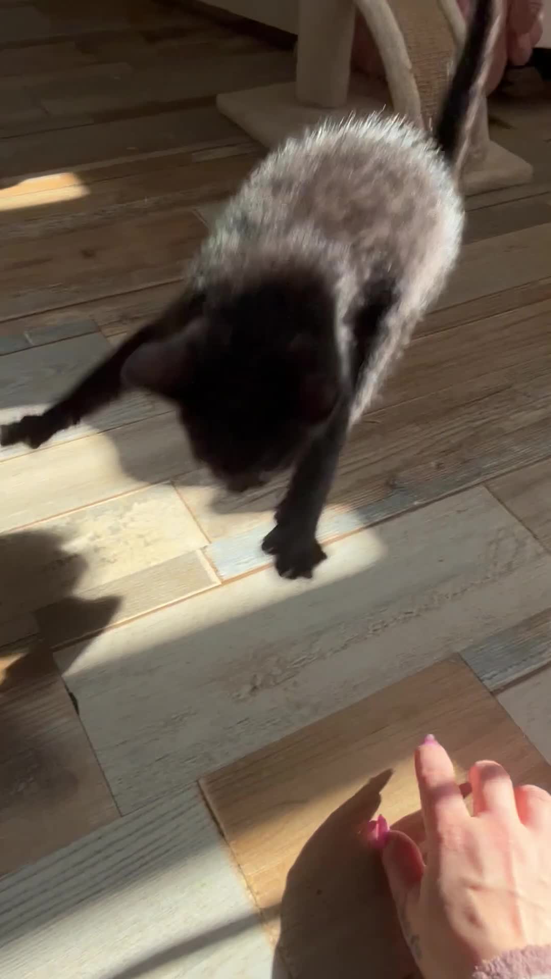 Bengal cats for sale: BEAUTIFUL Melanistic Bengal Girl - Video 1