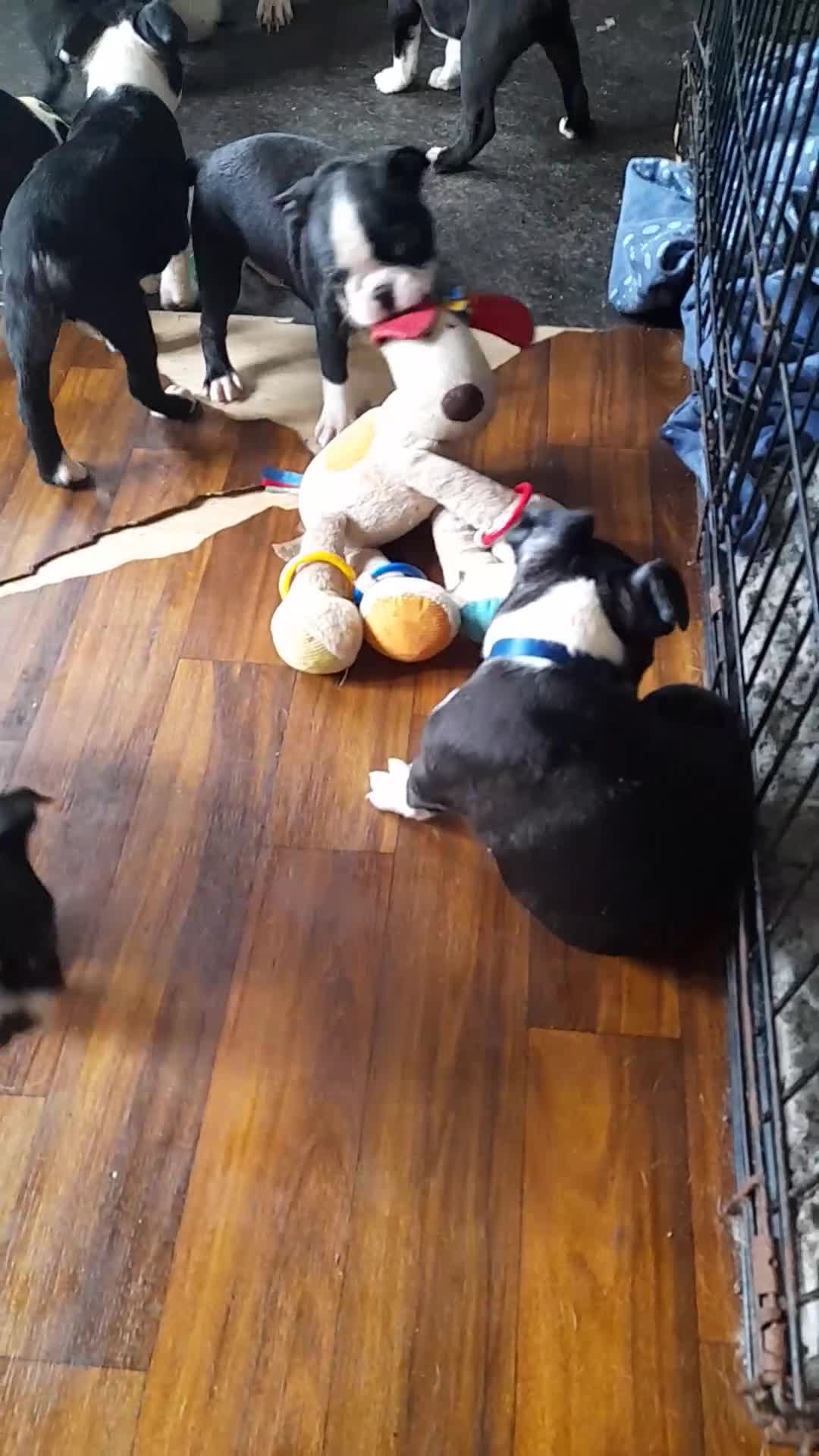 Boston Terrier dogs for sale: Stunning boston terrier puppies - Video 1