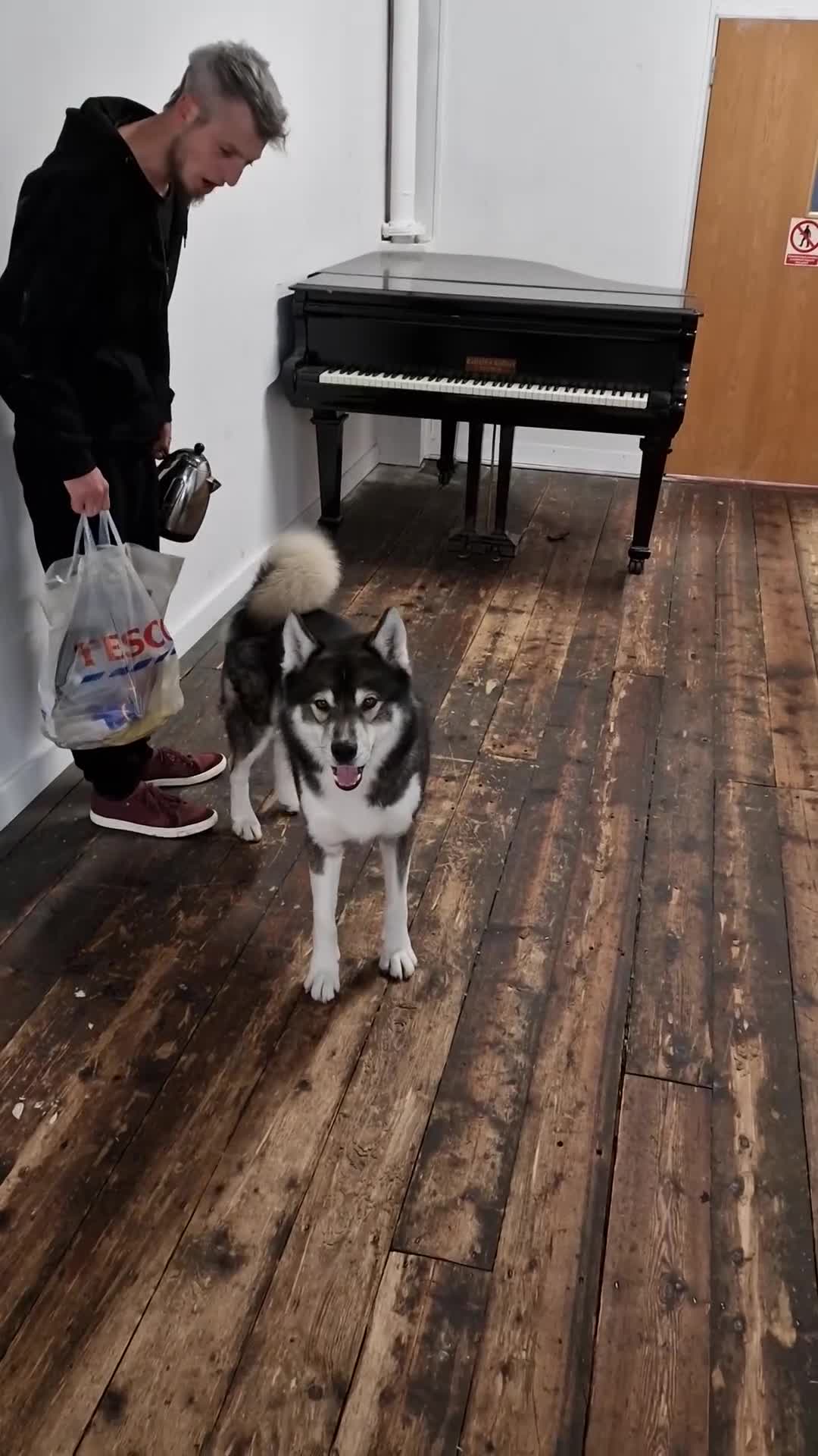 Huskita dogs for stud: Handsome Booboo in Stockport - Video 3