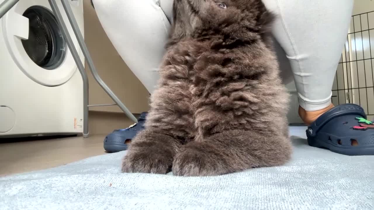 Chow Chow dogs for sale: Female chow chow  - Video 5