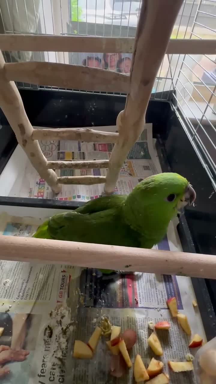 Parrots birds for sale: Baby hand reared Amazon parrot  - Video 1